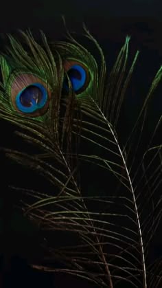 3d mor pankh wallpaper