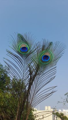 3d mor pankh wallpaper