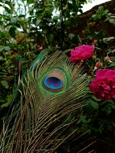 3d mor pankh wallpaper