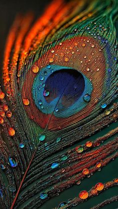 3d mor pankh wallpaper