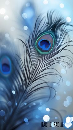 3d mor pankh wallpaper