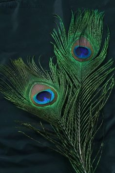 mor pankh wallpaper hd 1080p