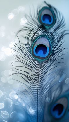 mor pankh wallpaper hd 1080p