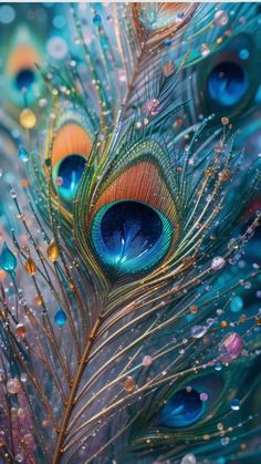 mor pankh wallpaper hd 1080p