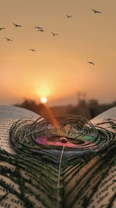 mor pankh wallpaper hd 1080p