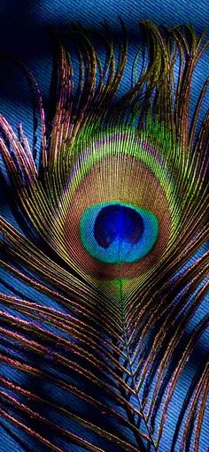 mor pankh wallpaper hd 1080p