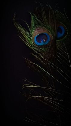 mor pankh wallpaper hd 1080p