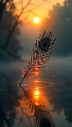 mor pankh wallpaper hd 1080p