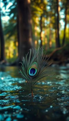 mor pankh wallpaper hd 1080p