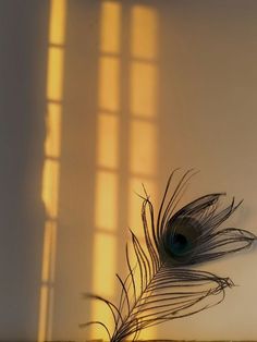 mor pankh wallpaper hd 1080p