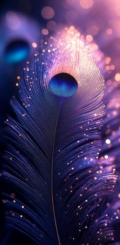 mor pankh wallpaper hd 1080p