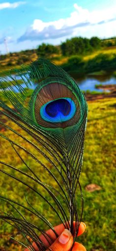 mor pankh wallpaper hd 4k